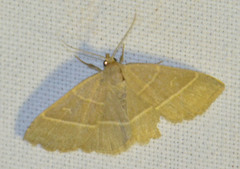 Trisateles emortualis