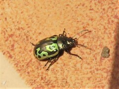 Zygogramma signatipennis