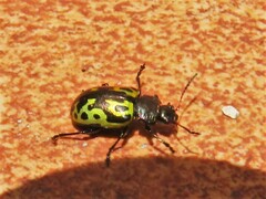 Zygogramma signatipennis