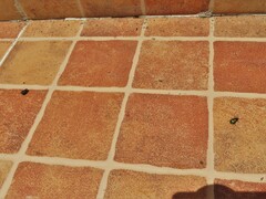 Zygogramma signatipennis