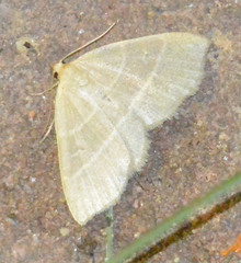 Trisateles emortualis