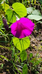Ipomoea orizabensis