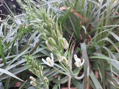 Albuca batteniana