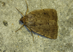 Amphipyra pyramidea