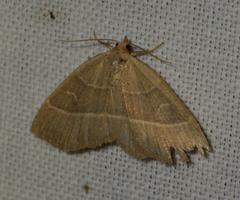 Trisateles emortualis