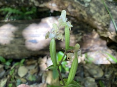 Disperis lindleyana