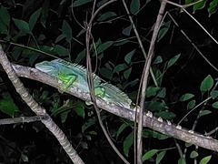 Physignathus cocincinus