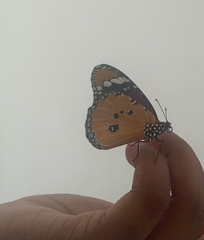 Danaus chrysippus