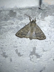 Dasypolia templi