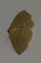 Trisateles emortualis