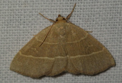 Trisateles emortualis