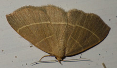 Trisateles emortualis