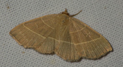 Trisateles emortualis