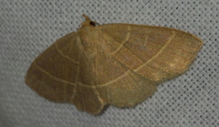 Trisateles emortualis