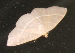 Trisateles emortualis