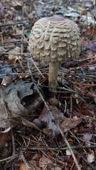 Chlorophyllum olivieri