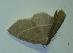 Trisateles emortualis