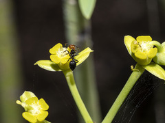 Crematogaster alluaudi