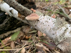 Hapalopilus rutilans