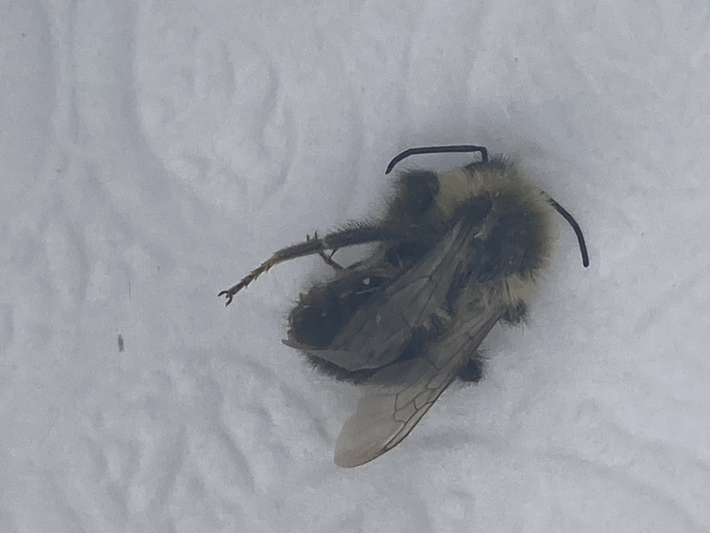 Common Eastern Bumble Bee from Edgar Rd, Scituate, MA, US on October 3