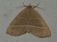 Trisateles emortualis