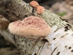 Hapalopilus rutilans