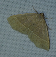 Trisateles emortualis