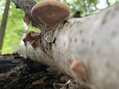 Hapalopilus rutilans