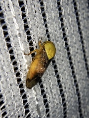 Drabescus pallidus
