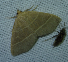 Trisateles emortualis