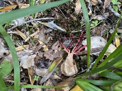 Clathrus archeri