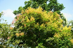 Koelreuteria bipinnata