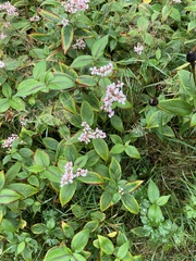 Koenigia campanulata