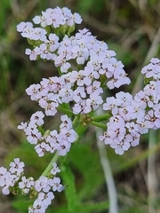 Achillea roseo-alba