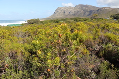 Leucadendron laureolum