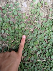 Evolvulus nummularius