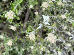 Plecostachys serpyllifolia