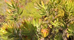 Leucadendron laureolum