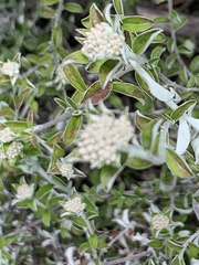 Plecostachys serpyllifolia