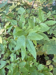 Lonicera canadensis
