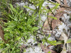 Actinotus