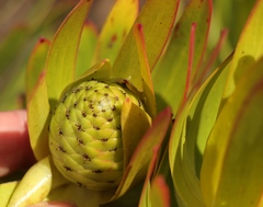 Leucadendron laureolum