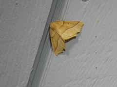 Tetracis jubararia