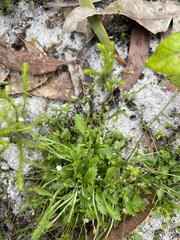 Actinotus