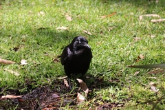 Corvus coronoides perplexus
