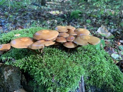Kuehneromyces