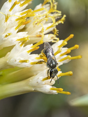 Lasioglossum viride