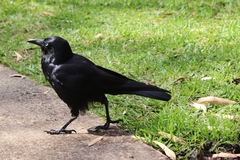 Corvus coronoides perplexus