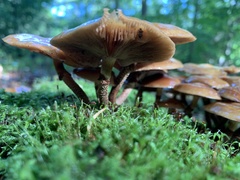 Kuehneromyces