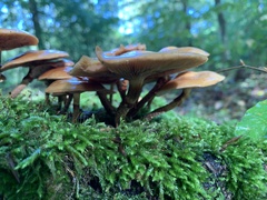 Kuehneromyces